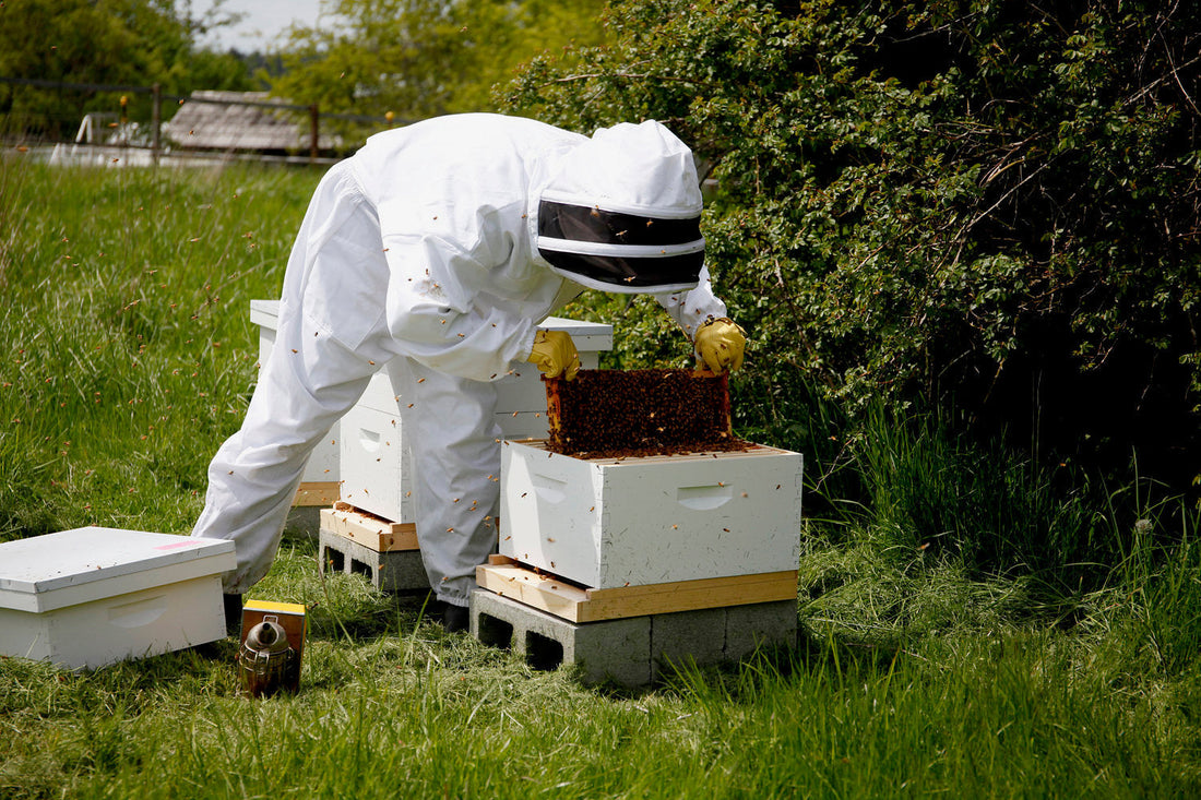 Lessons from the Hive: What My Grandfather Taught Me Through Beekeeping
