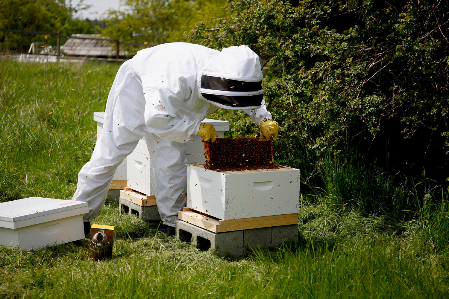 Lessons from the Hive: What My Grandfather Taught Me Through Beekeeping