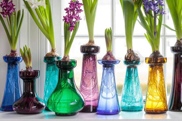 Seven Tips & Tricks for Forcing Bulbs Indoors