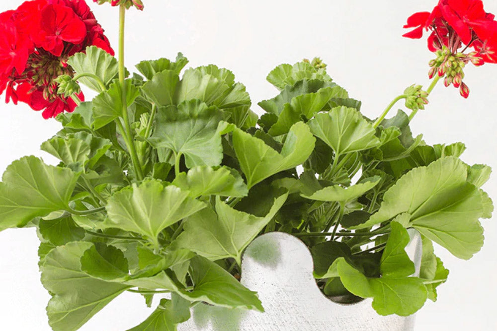 Keith’s Kitchen Garden