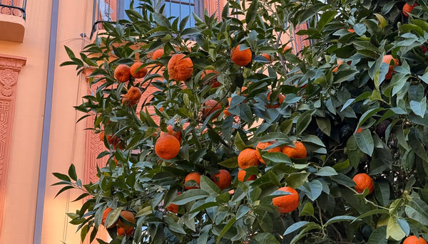 A Late Winter Weekend in Seville