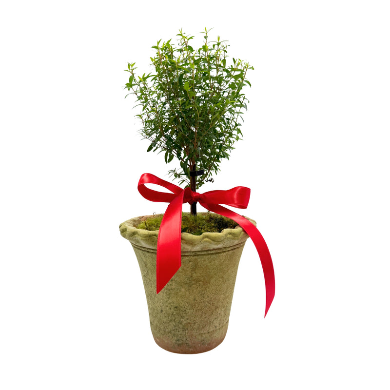 Fresh Myrtle Topiary in a Terracotta Pot