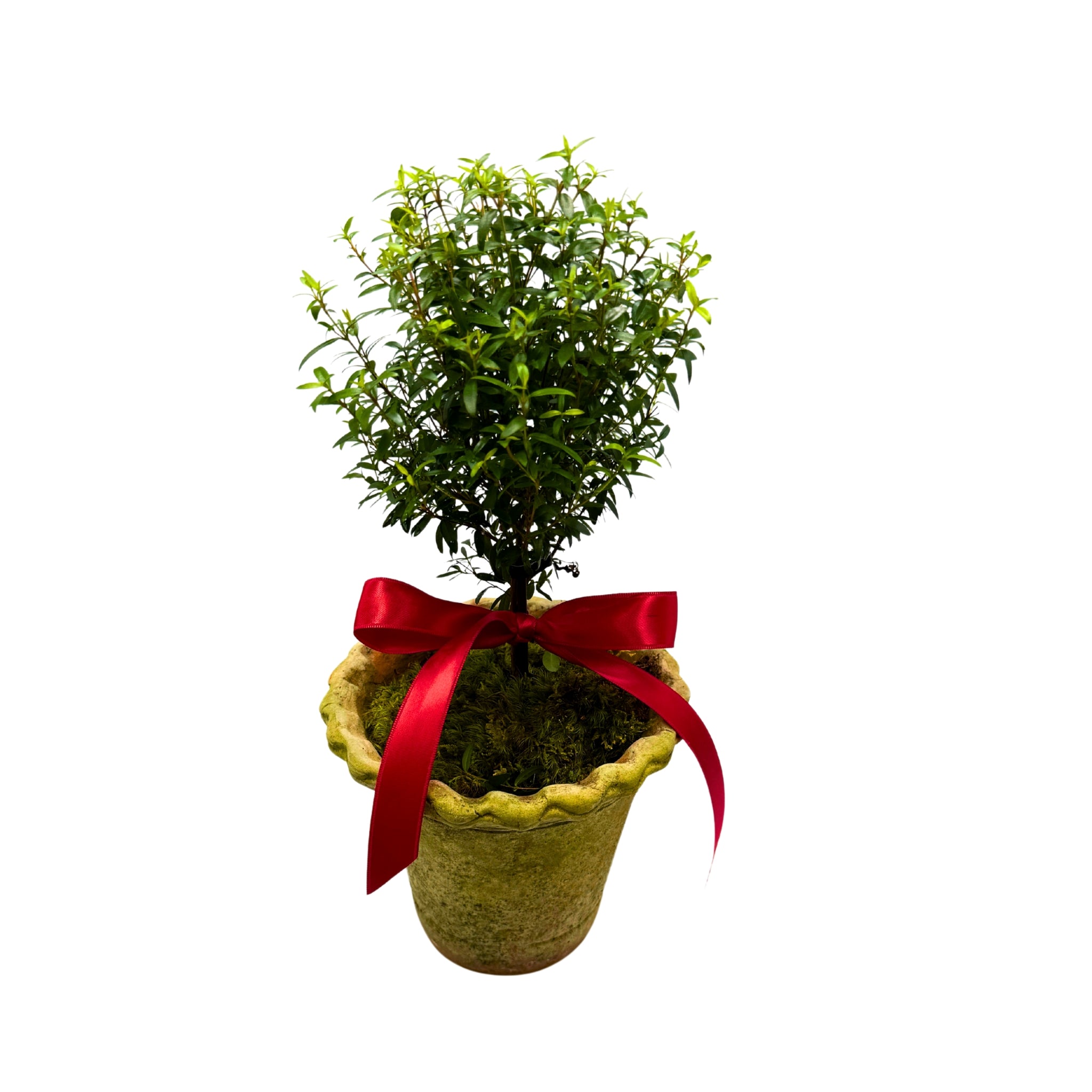 Fresh Myrtle Topiary in a Terracotta Pot