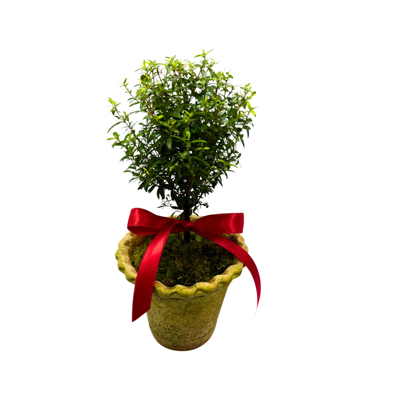 Fresh Myrtle Topiary in a Terracotta Pot