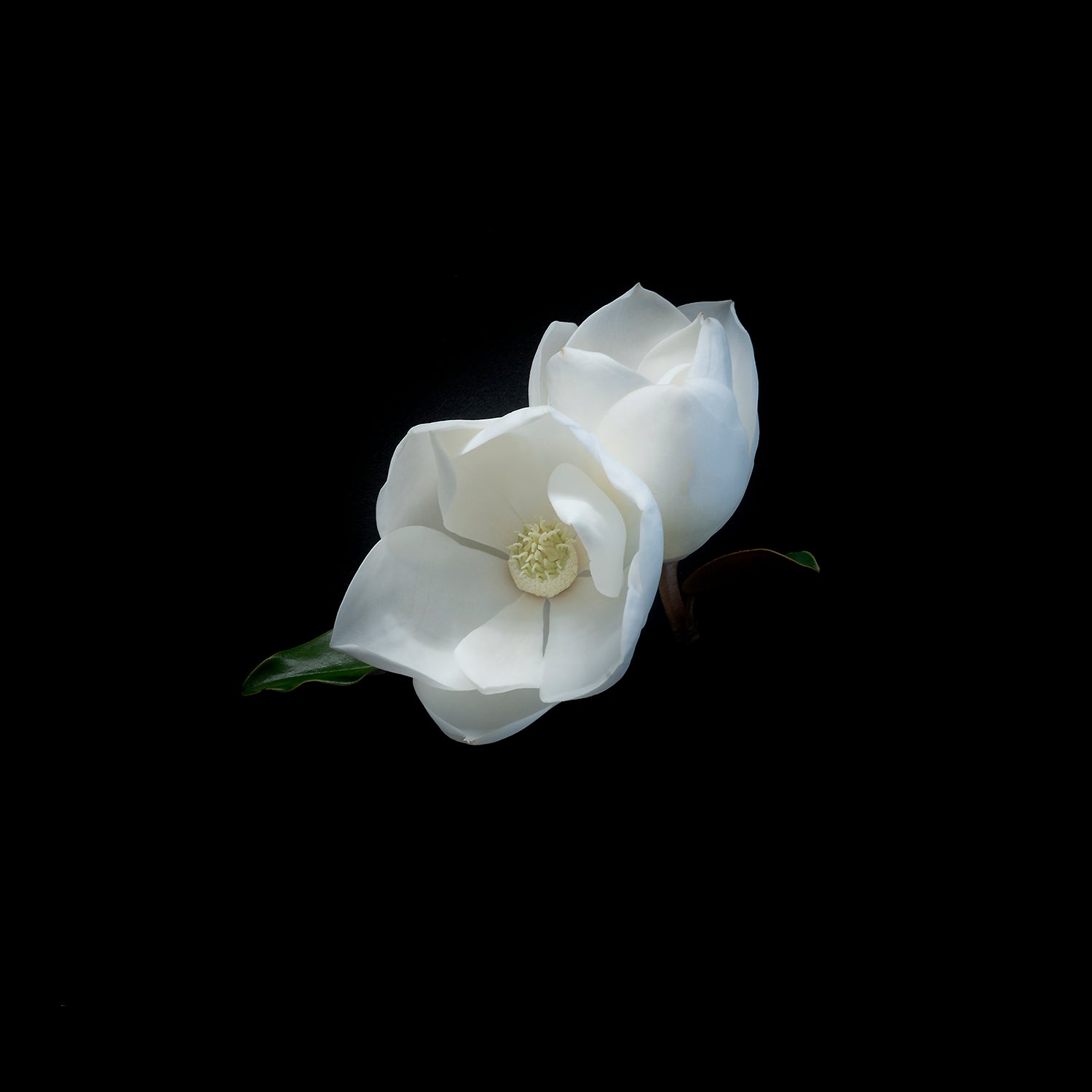 Two Magnolias on Black by Jack Spencer