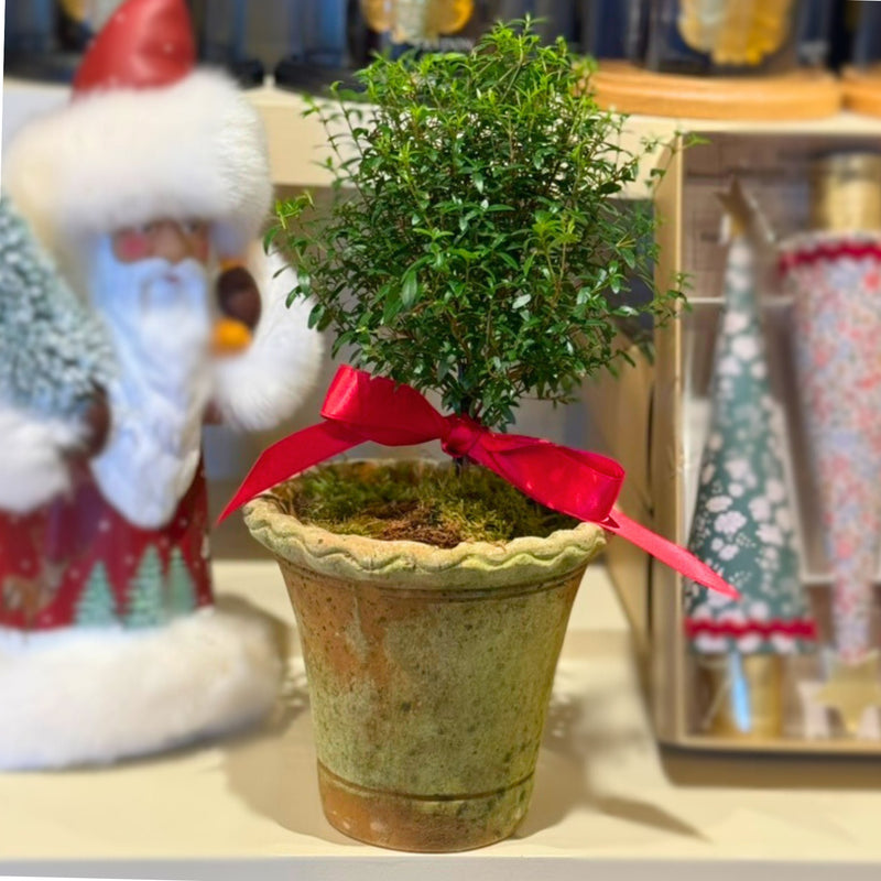 Fresh Myrtle Topiary in a Terracotta Pot