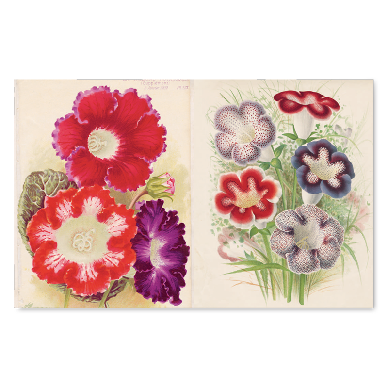 John Derian Picture Book