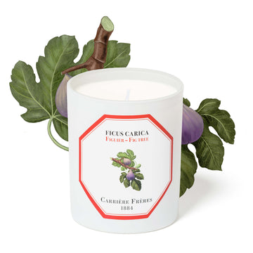 Carrière Frères Candle, Fig