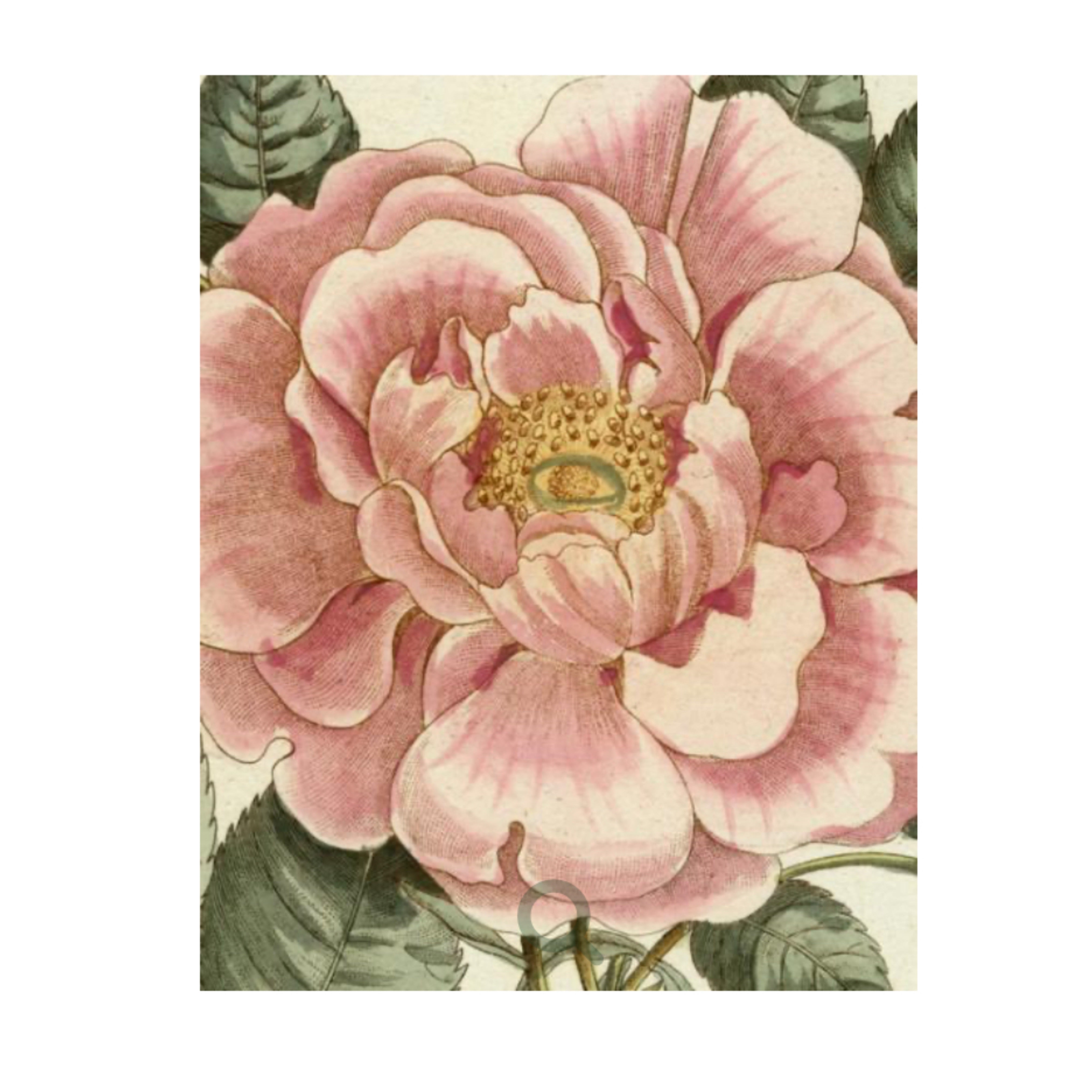 John Derian Picture Book ll – Reed Smythe & Company