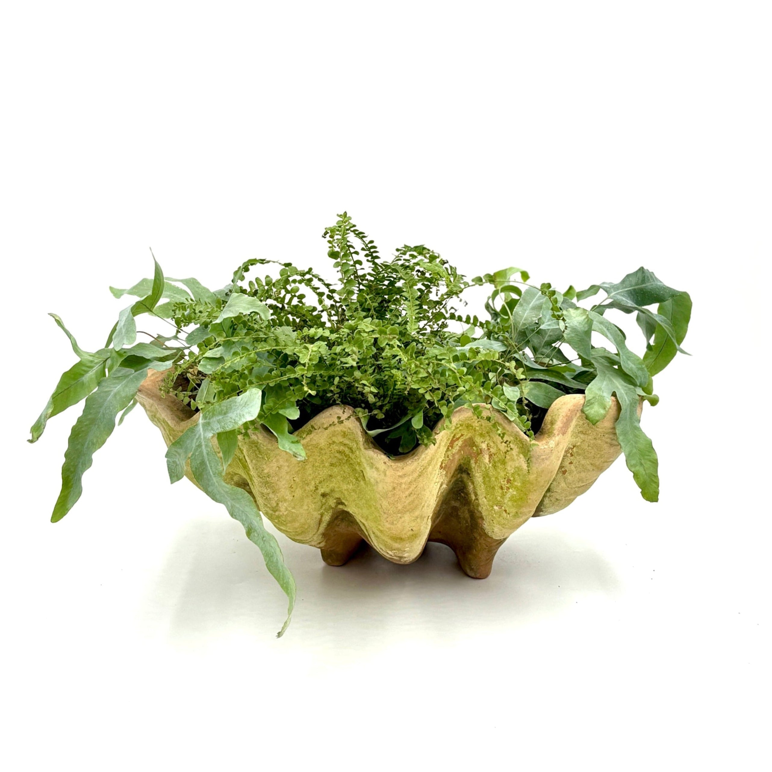 Large Aged Terracotta Clam Shell