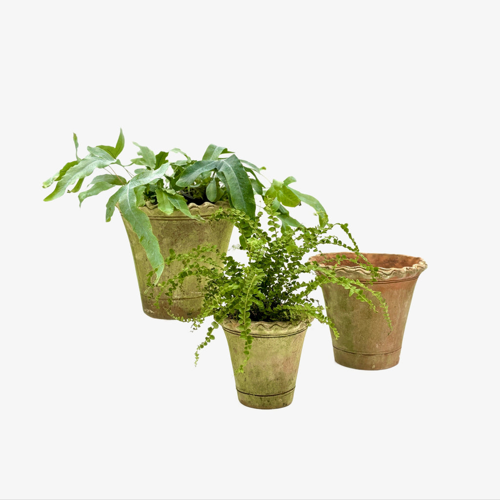 Small Nursery Pie Crust Terracotta Planter