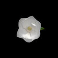 Two Magnolias on Black by Jack Spencer
