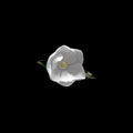 Magnolia 2 on Black by Jack Spencer