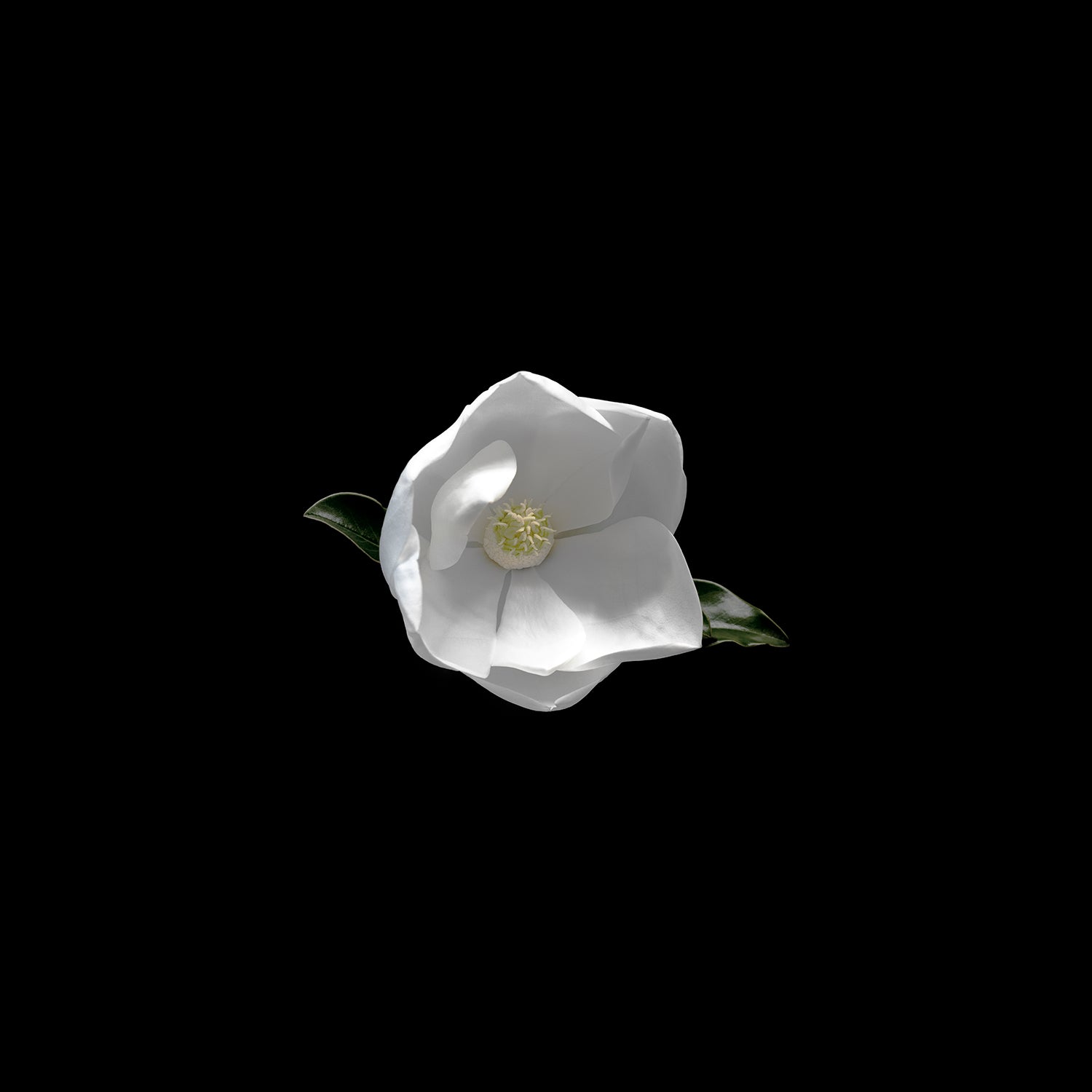 Magnolia 2 on Black by Jack Spencer