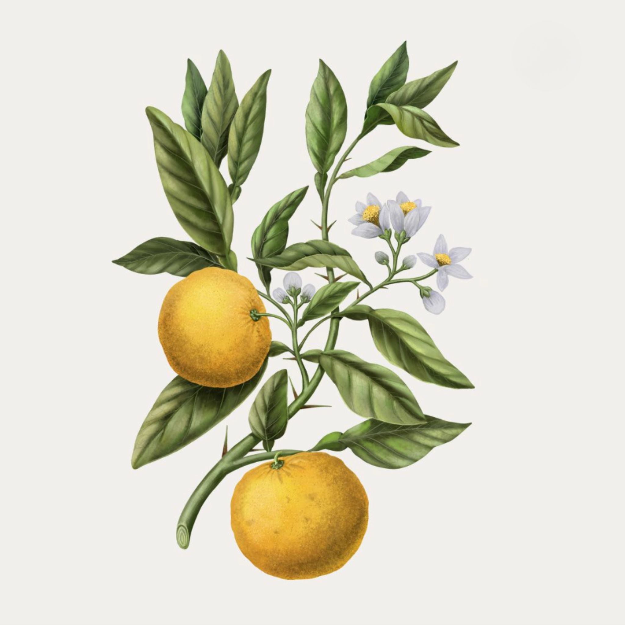 Carrière Frères Diffuser, Yuzu