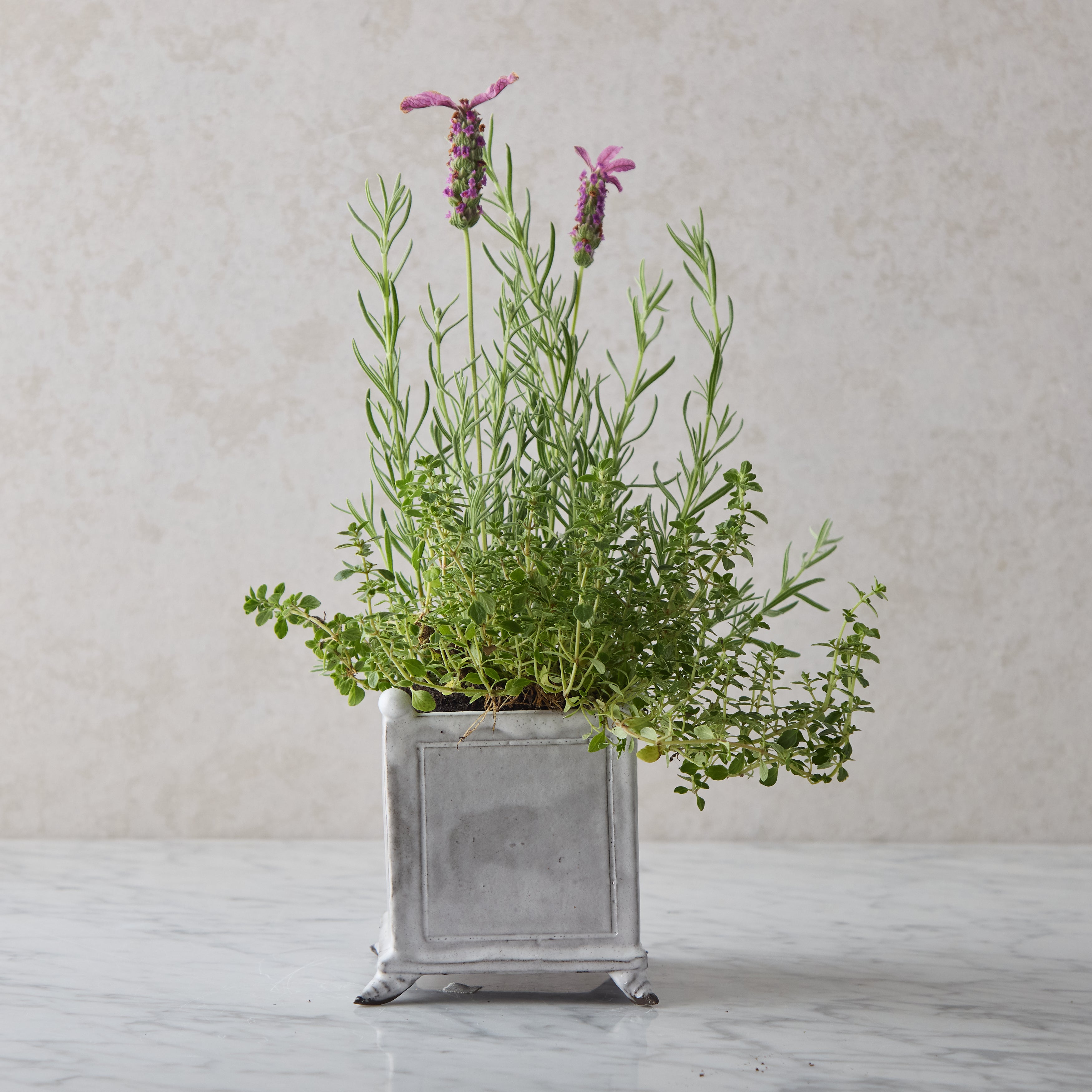 Hand Glazed Petite Cachepot