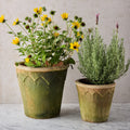 Large Aged Harlequin Terracotta Planter