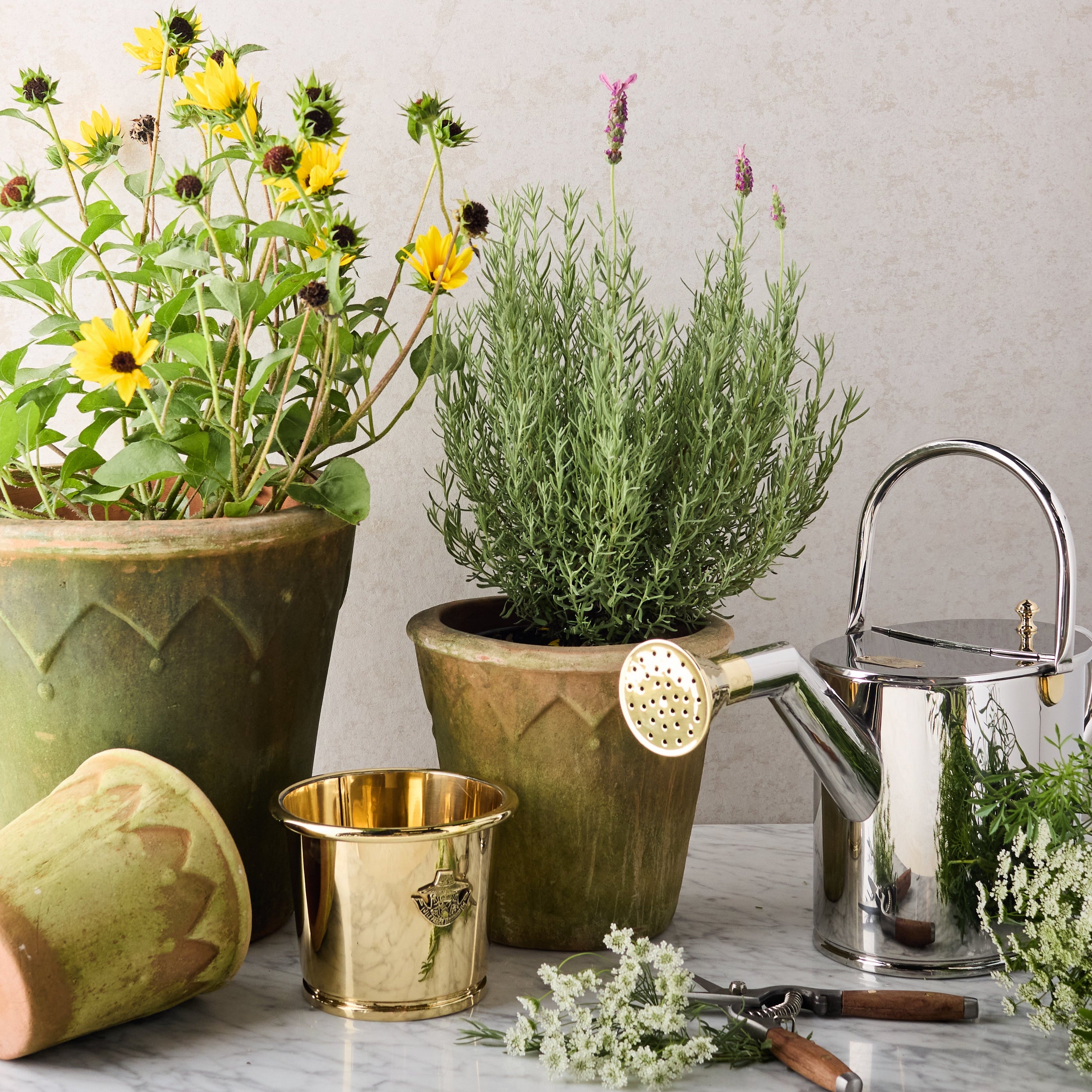 Medium Aged Harlequin Terracotta Planter