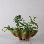 Small Aged Terracotta Clam Shell