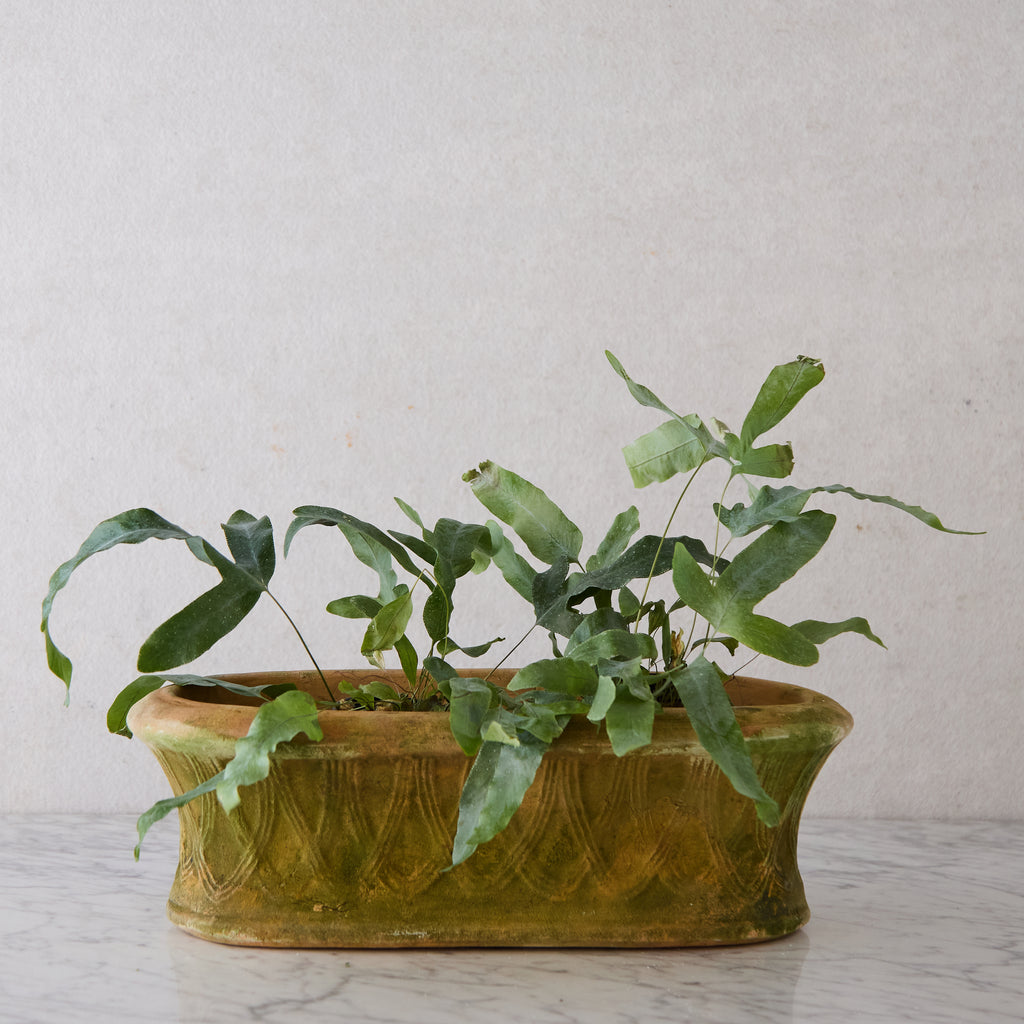 Oval Terracotta Planter with Latticework Detail