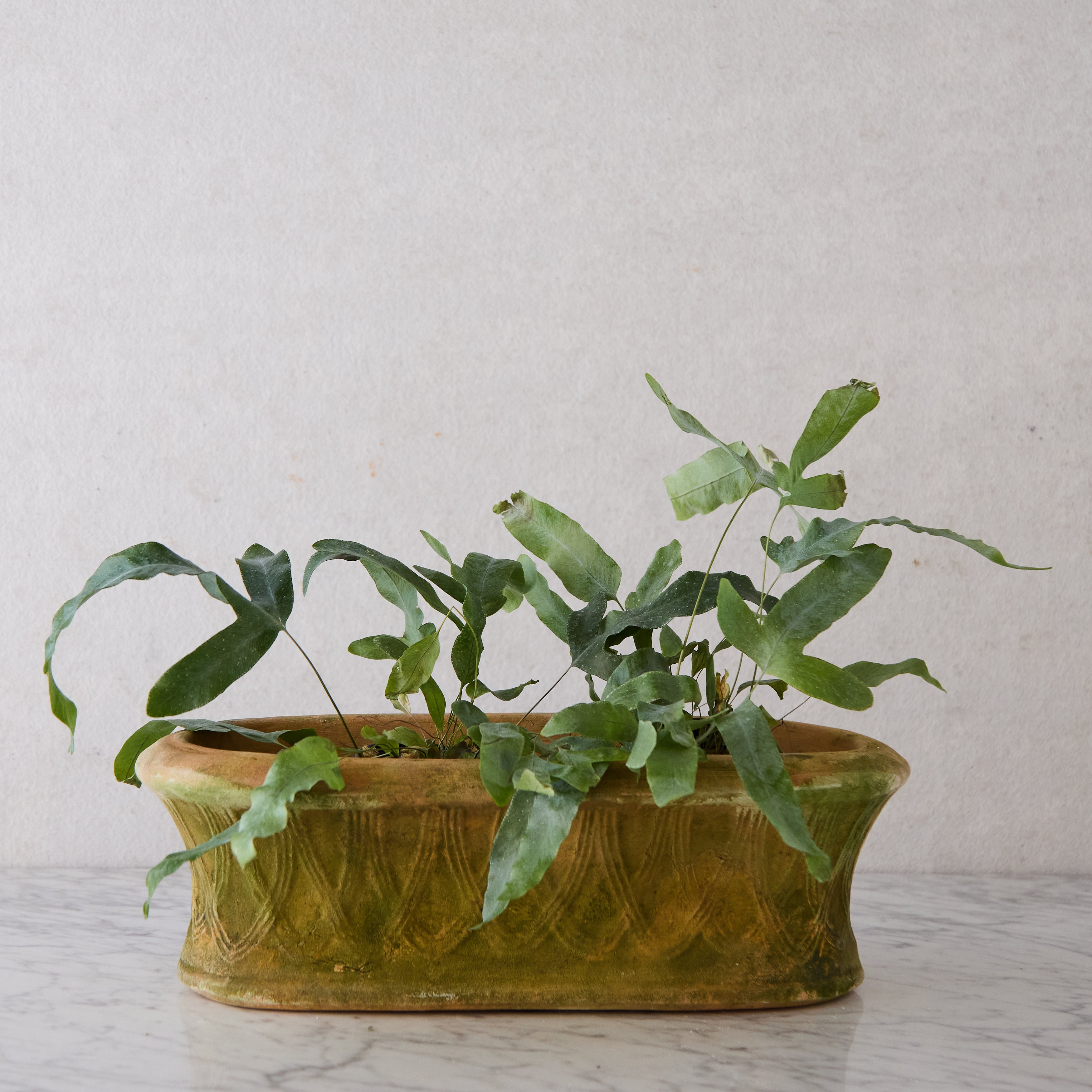 Oval Terracotta Planter with Latticework Detail
