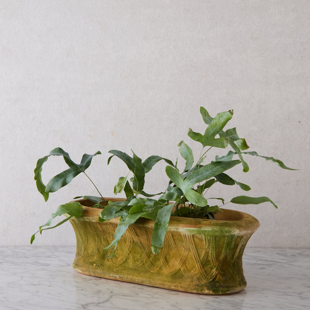 Oval Terracotta Planter with Latticework Detail