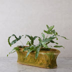 Oval Terracotta Planter with Latticework Detail
