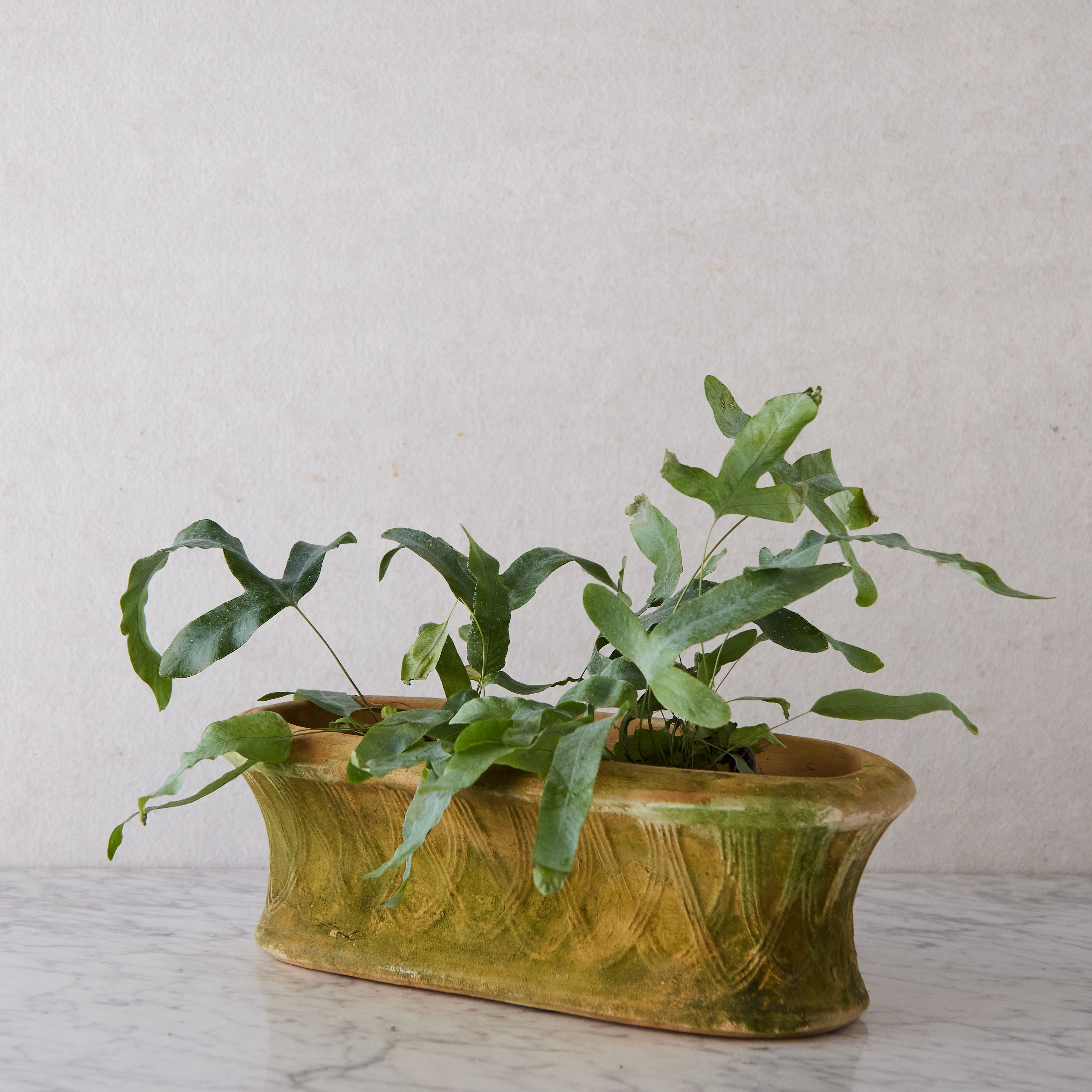 Oval Terracotta Planter with Latticework Detail