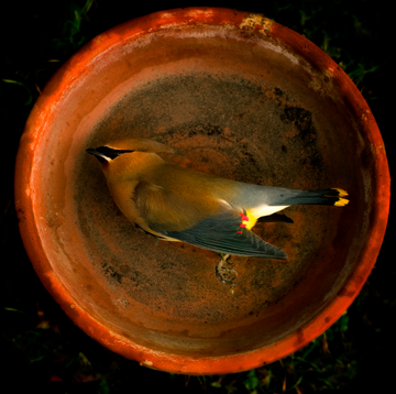 "Cedar Waxwing" by Jack Spencer