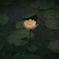 "Water Lily" by Jack Spencer