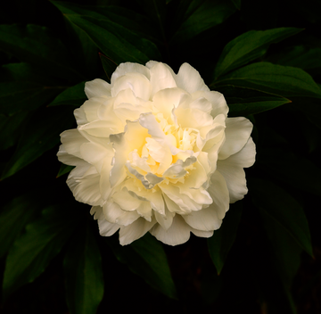 "Peony #7" by Jack Spencer