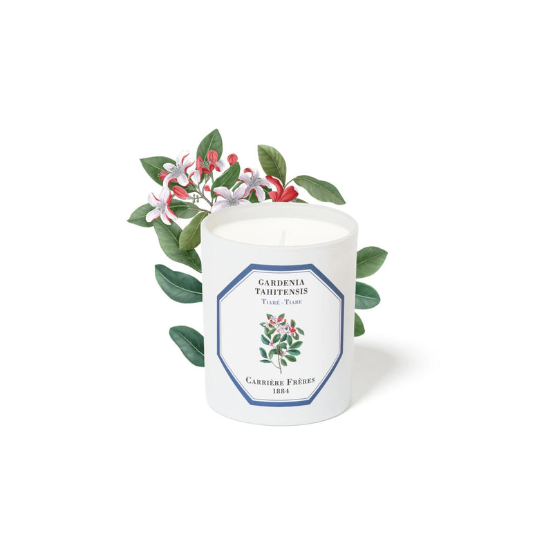 Carrière Frères Candle, Gardenia