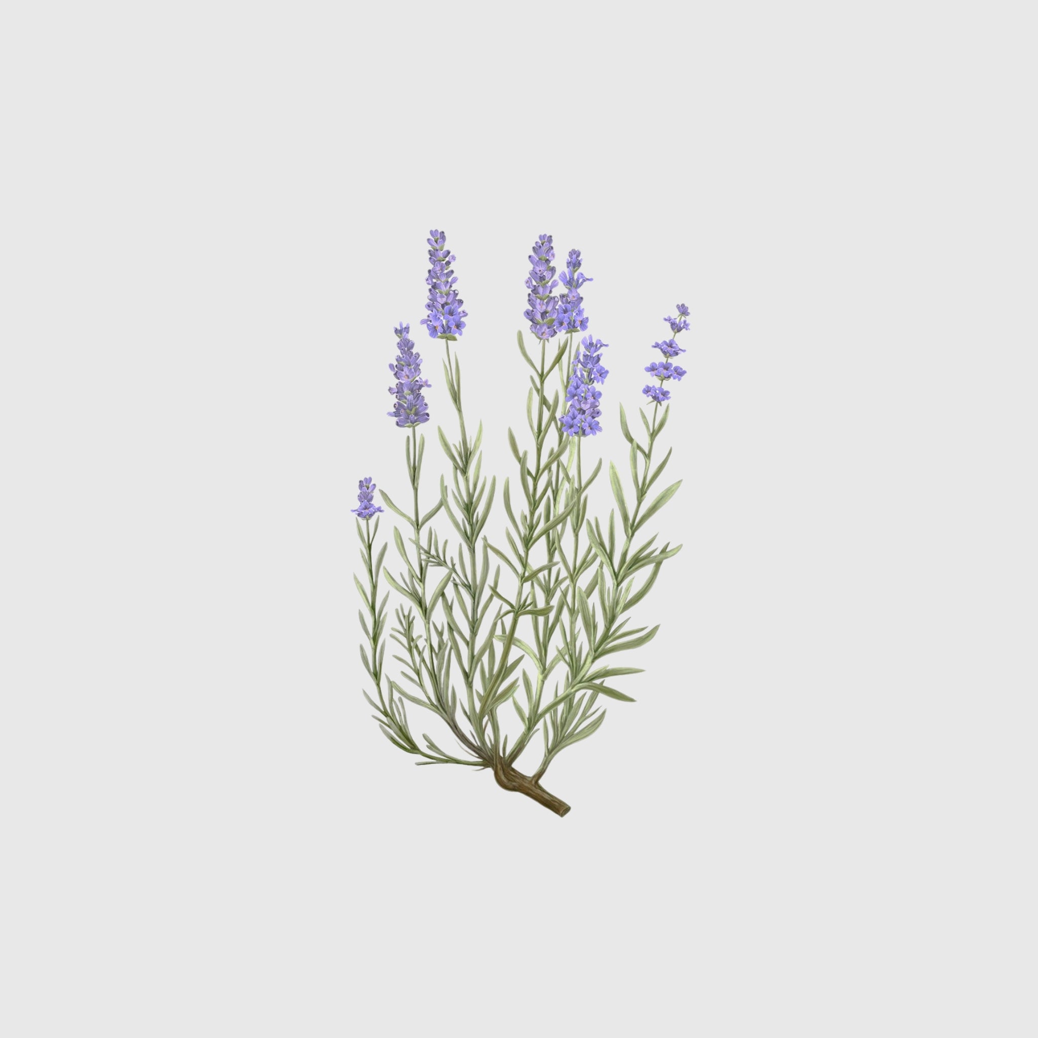 Carrière Frères Sachet Palet, Lavender