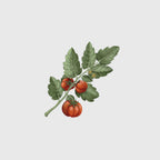 Carrière Frères Candle, Tomato