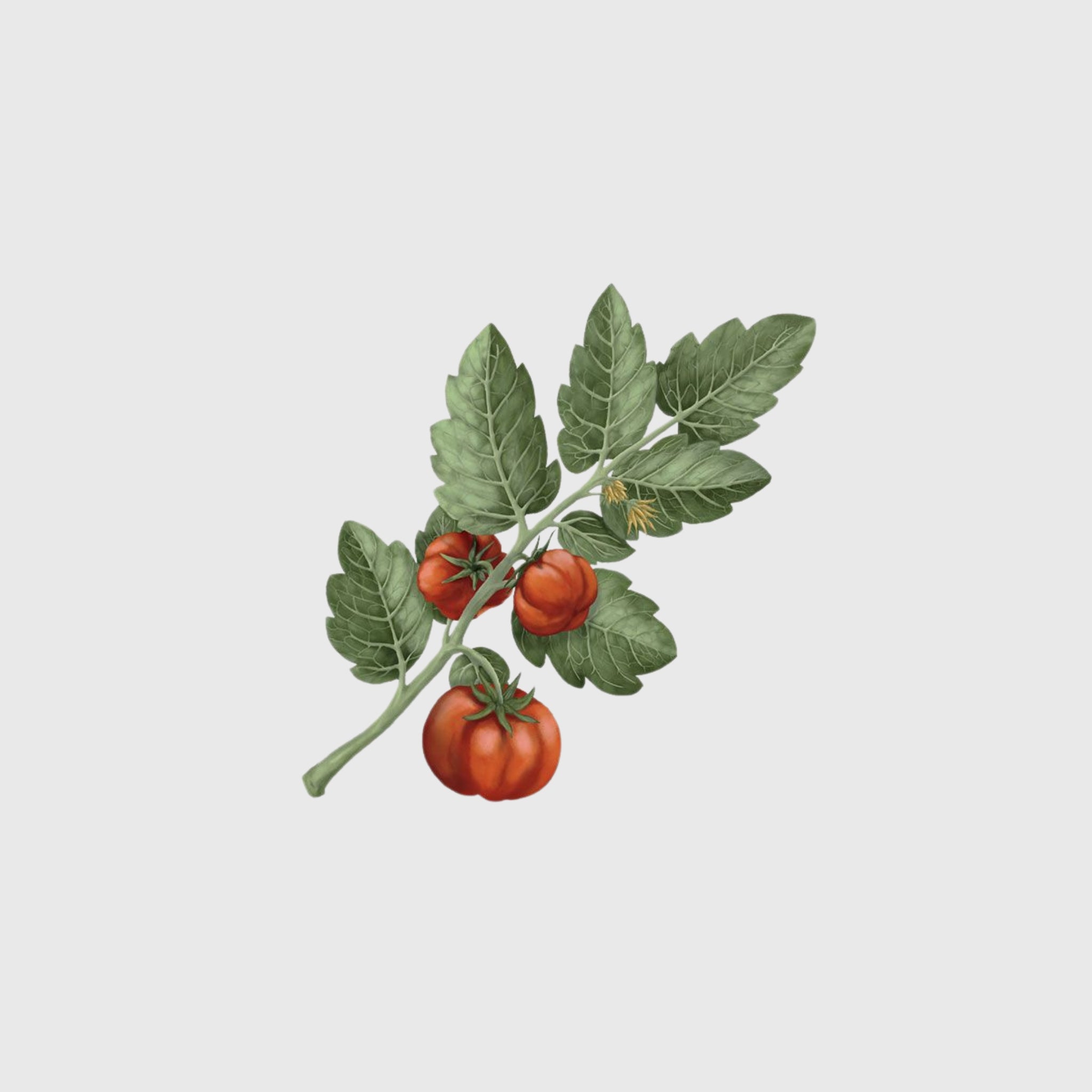 Carrière Frères Candle, Tomato