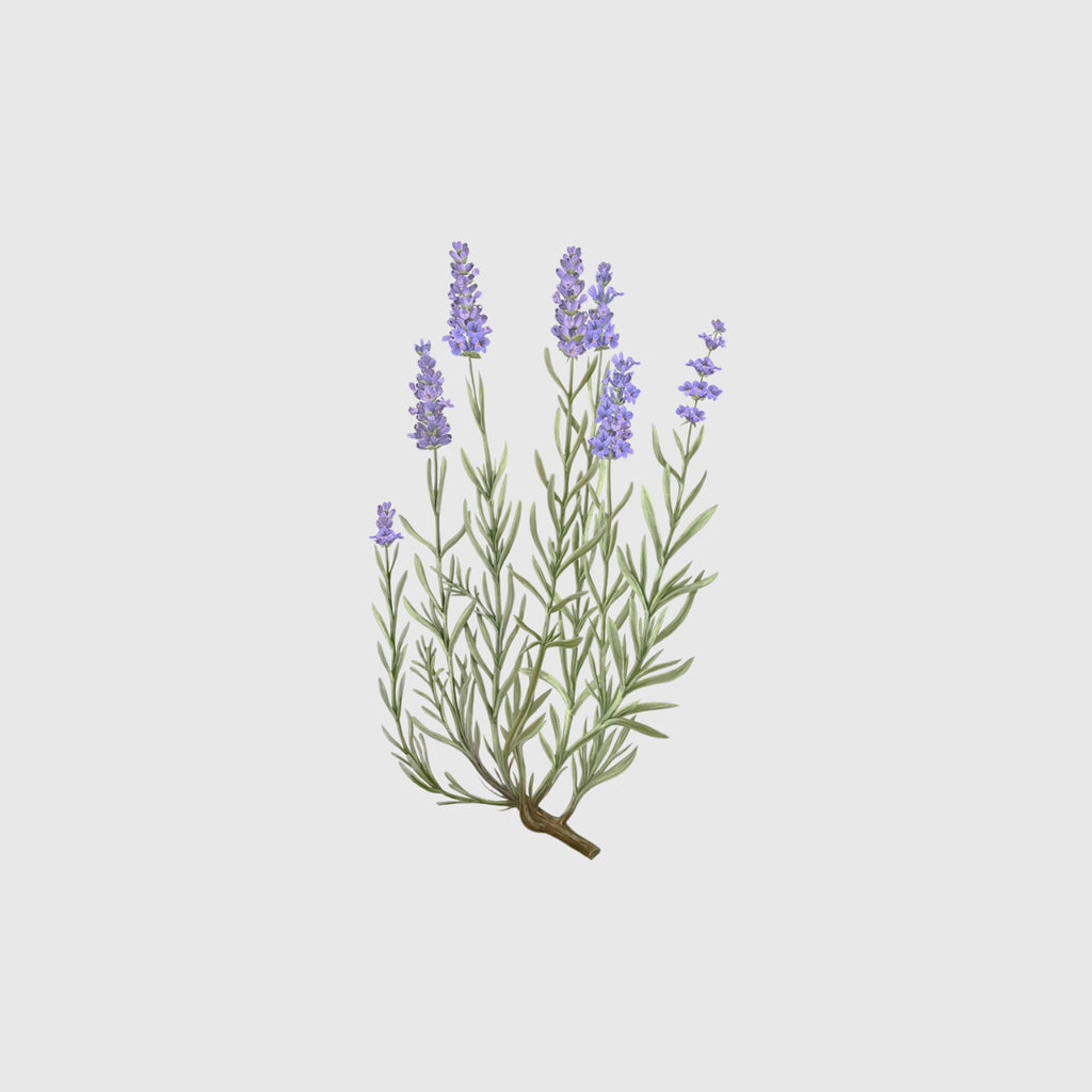 Carrière Frères Candle, Lavender