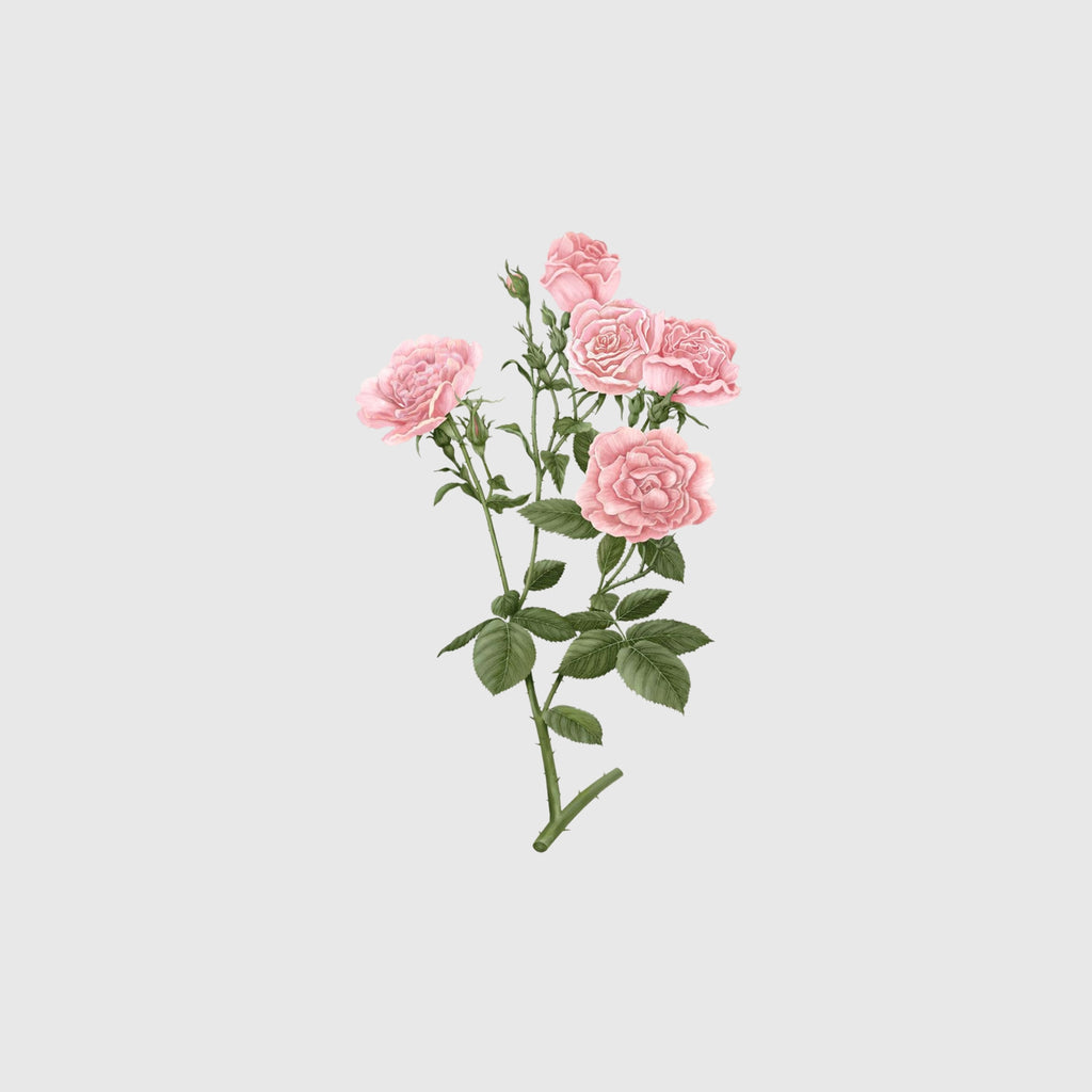 Carrière Frères Sachet Palet, Rose