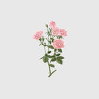Carrière Frères Sachet Palet, Rose