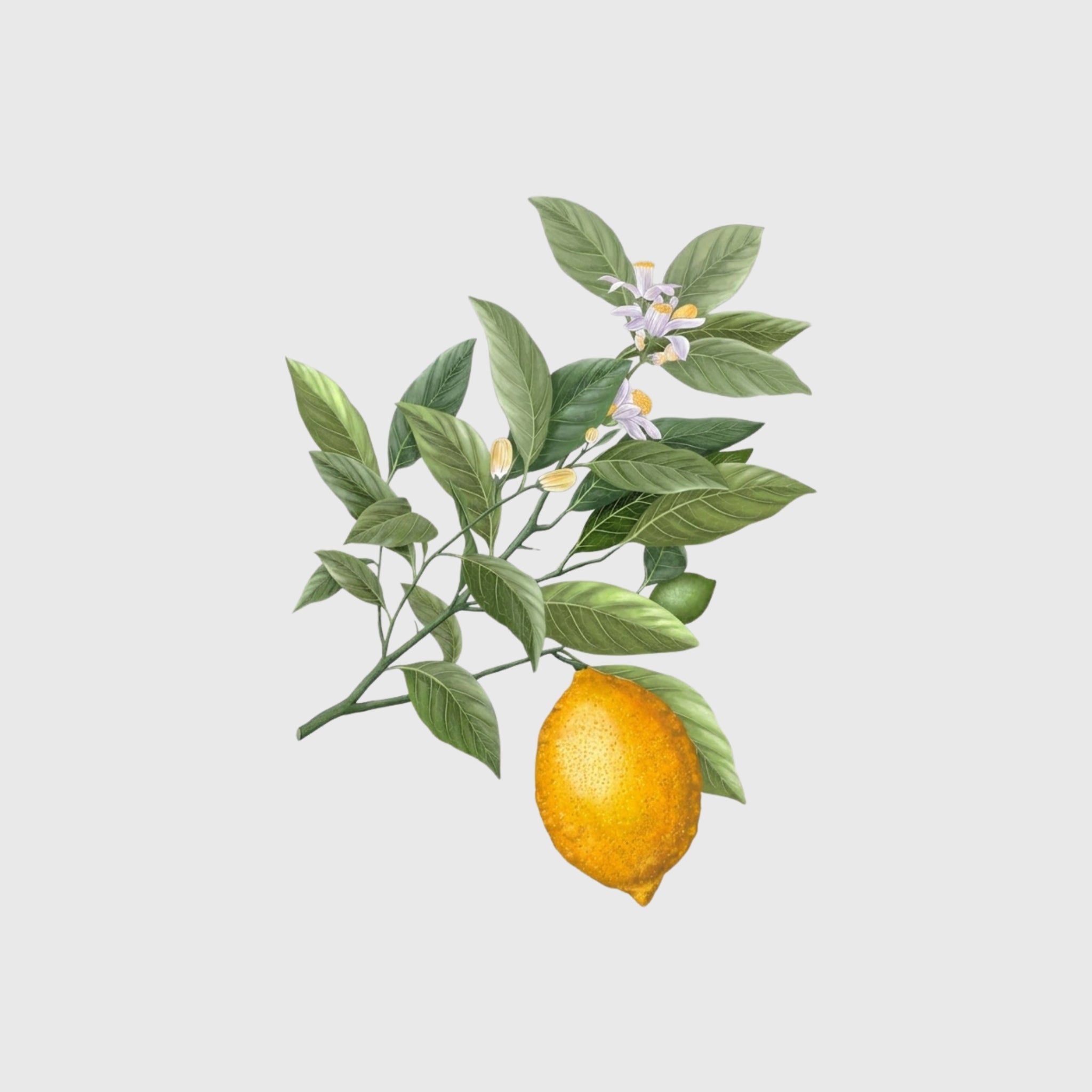 Carrière Frères Candle, Lemon