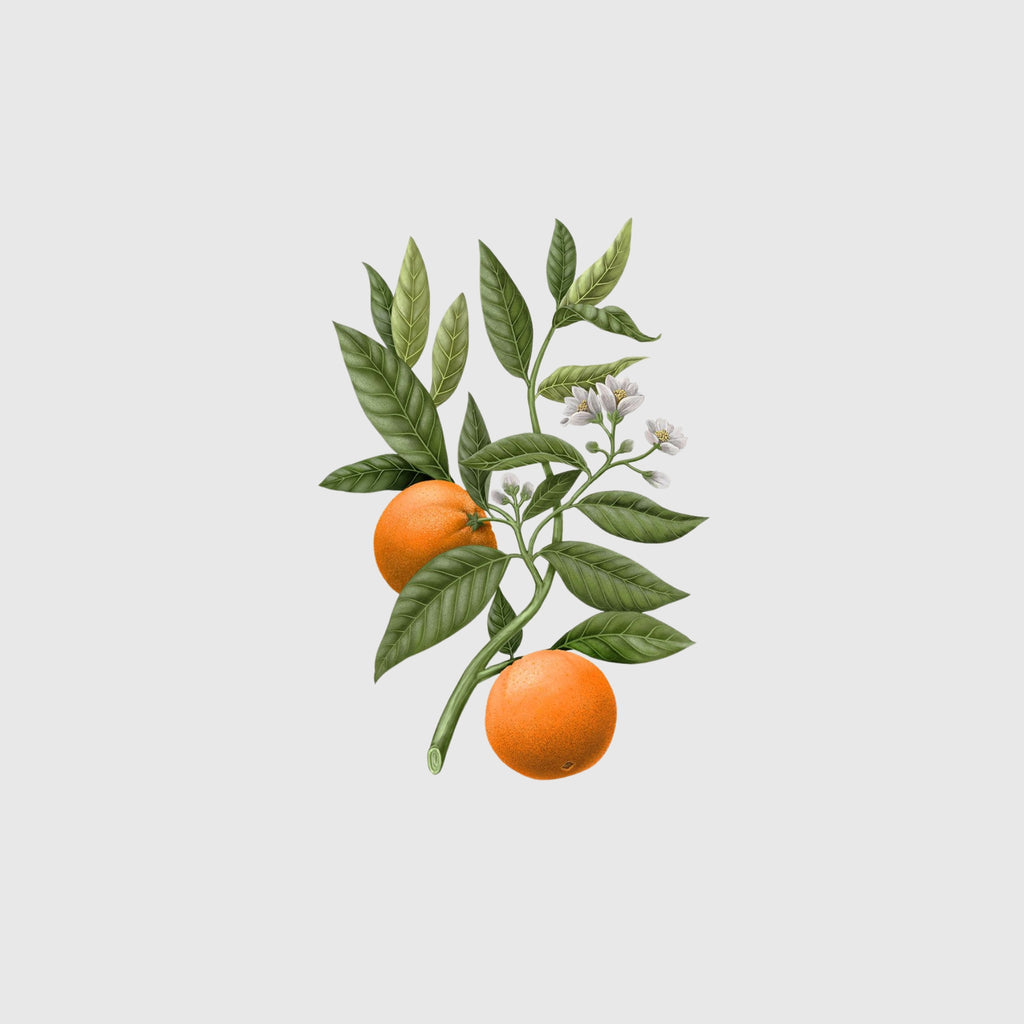Carrière Frères Candle, Orange Blossom