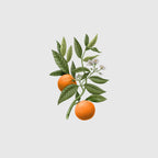 Carrière Frères Candle, Orange Blossom