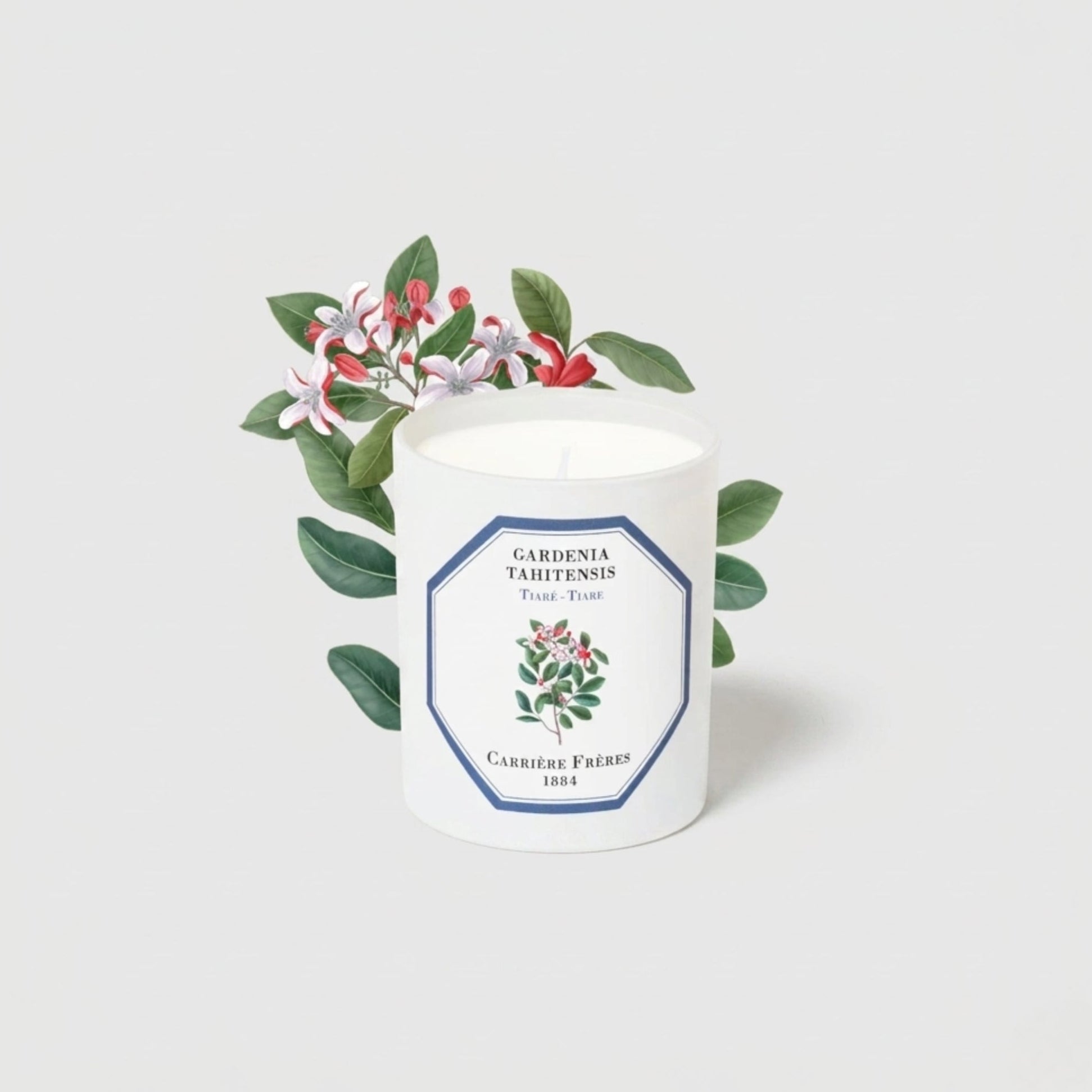 Carrière Frères Candle, Gardenia