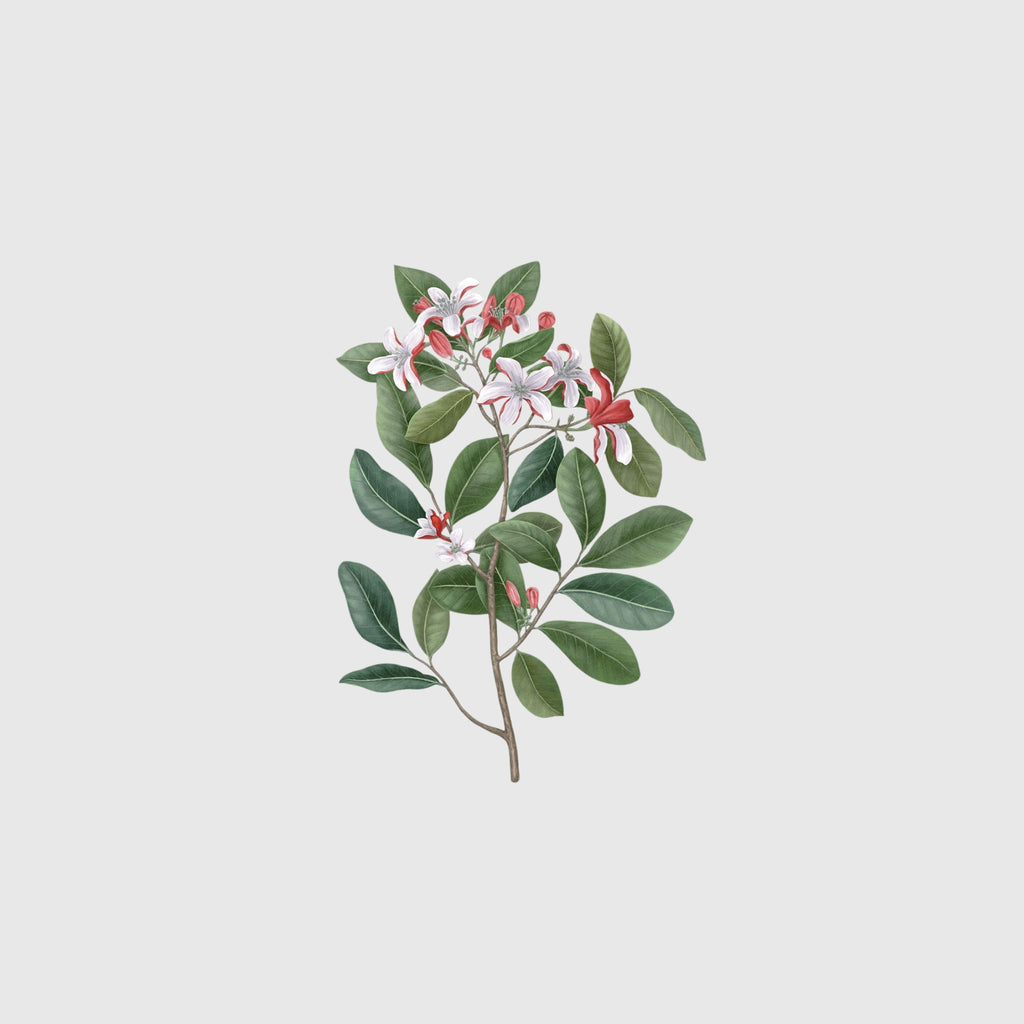 Carrière Frères Candle, Gardenia