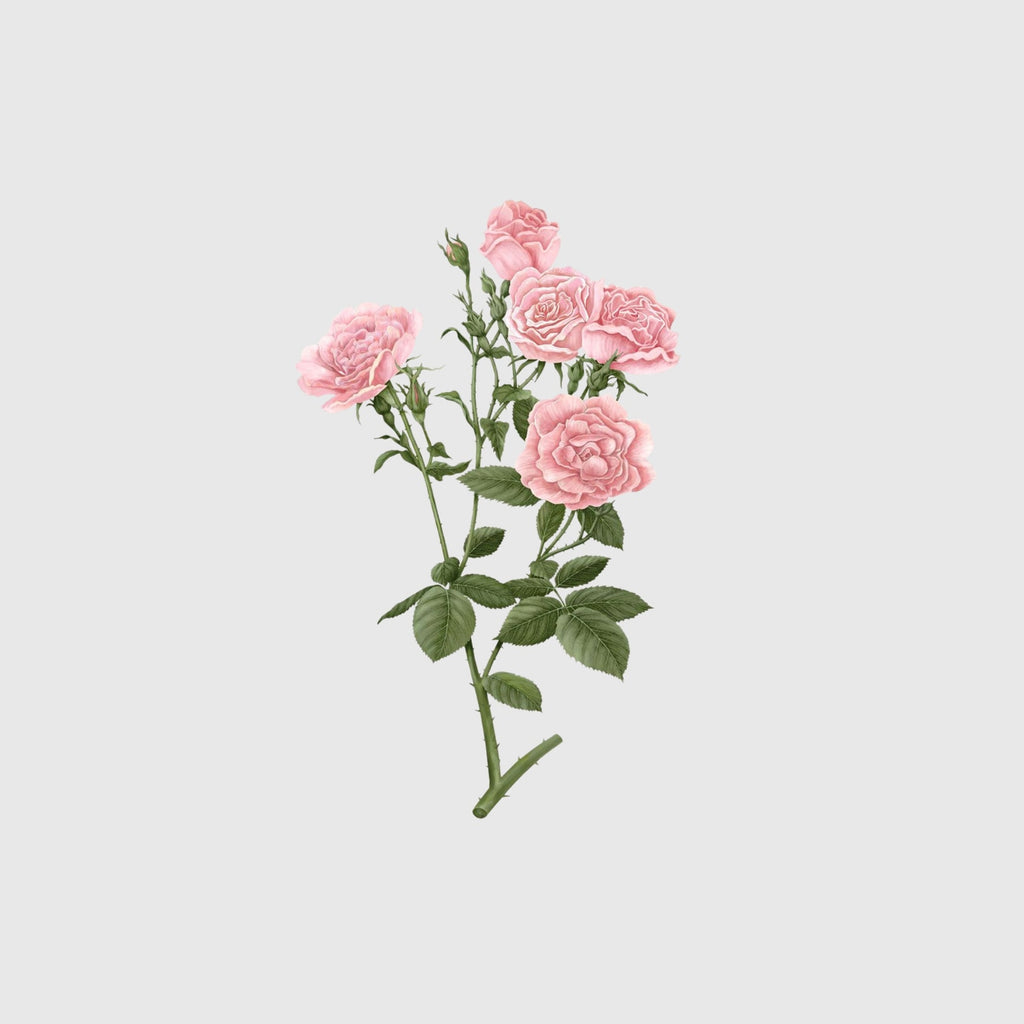 Carrière Frères Candle, Damask Rose