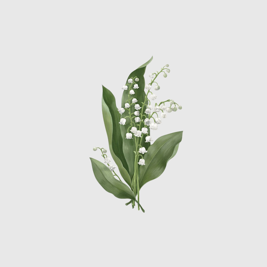 Carrière Frères Candle, Lily of the Valley