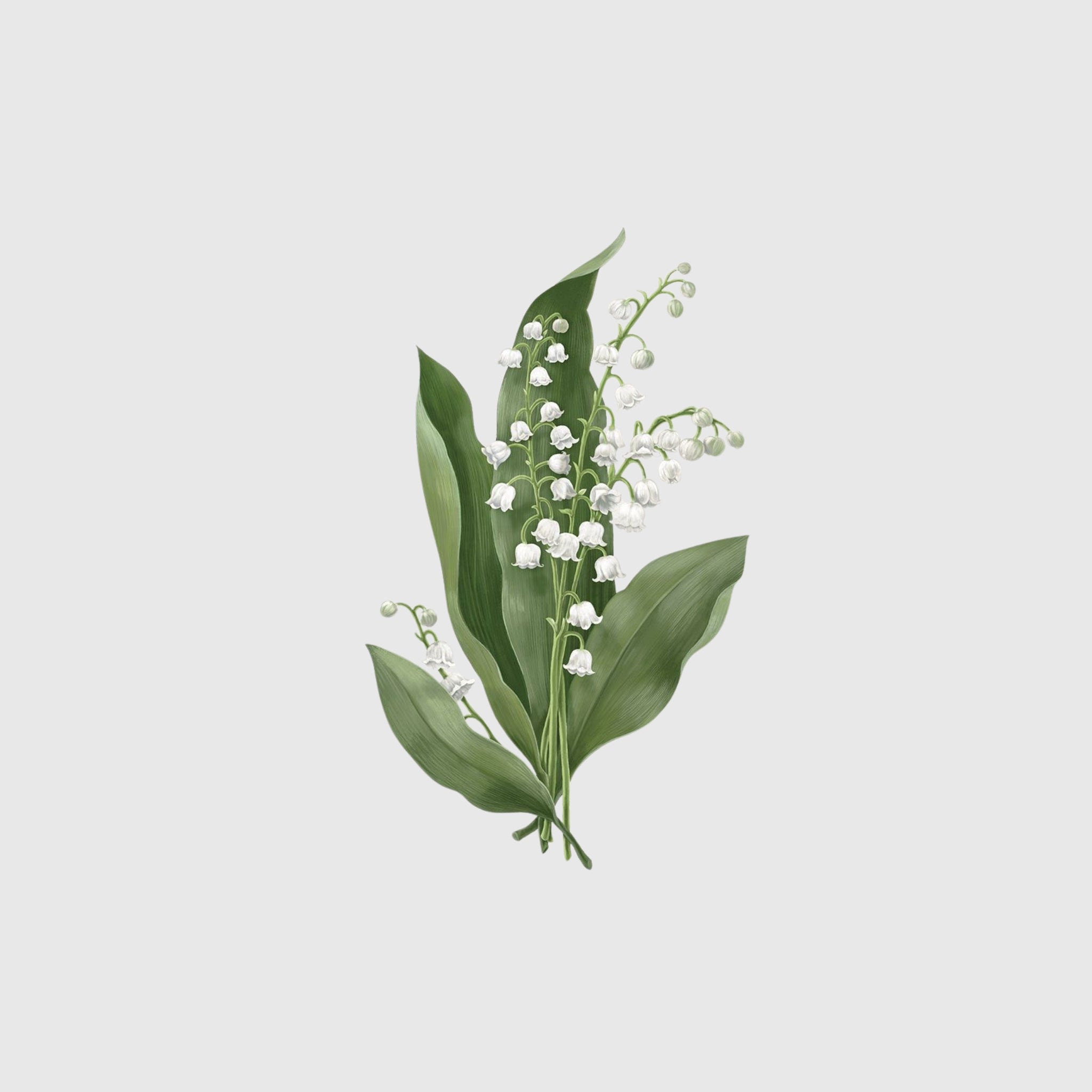 Carrière Frères Candle, Lily of the Valley