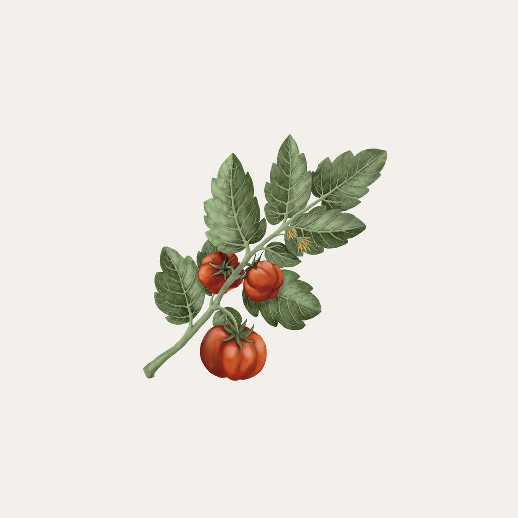 Carrière Frères Diffuser, Tomato