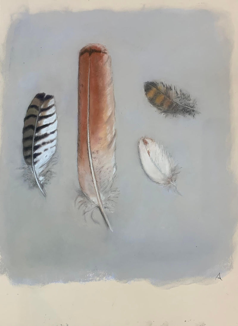 Red-Tailed Hawk Feathers - Unframed