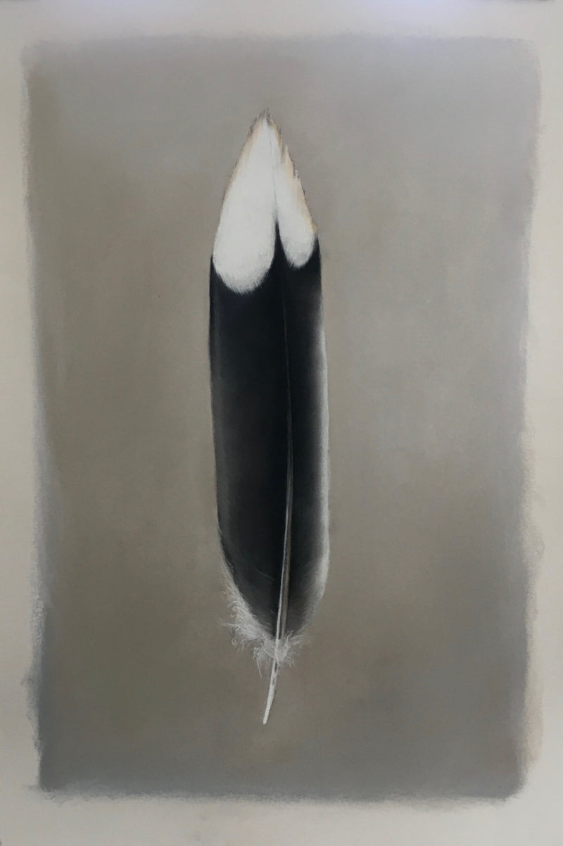 Mourning Dove Feather II - Unframed