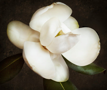 "Magnolia 55" by Jack Spencer